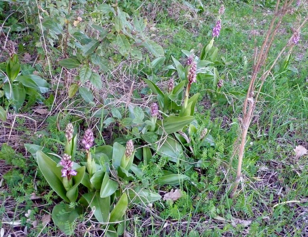 Barlia robertiana a Viterbo